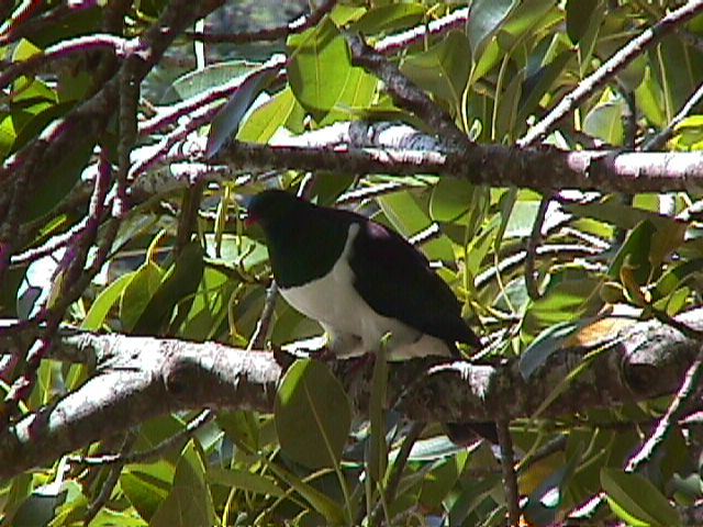 NZ Pigeon